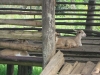 inside-goat-shed